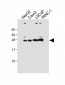 GSTA1 Antibody